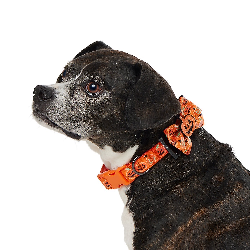 halloween pumpkin dog pet collar
